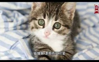 梦见猫是什么意思(女人梦见猫说明老公有外遇)