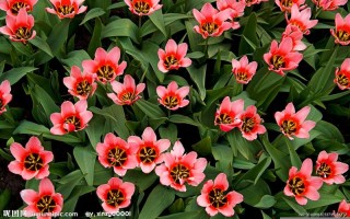 2011年1月11日(2011年1月11日黄历)