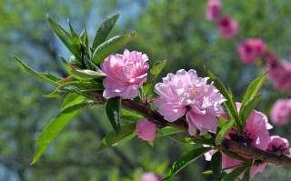 3月12日(3月12日是星期几)